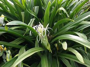 Crinum asiaticum